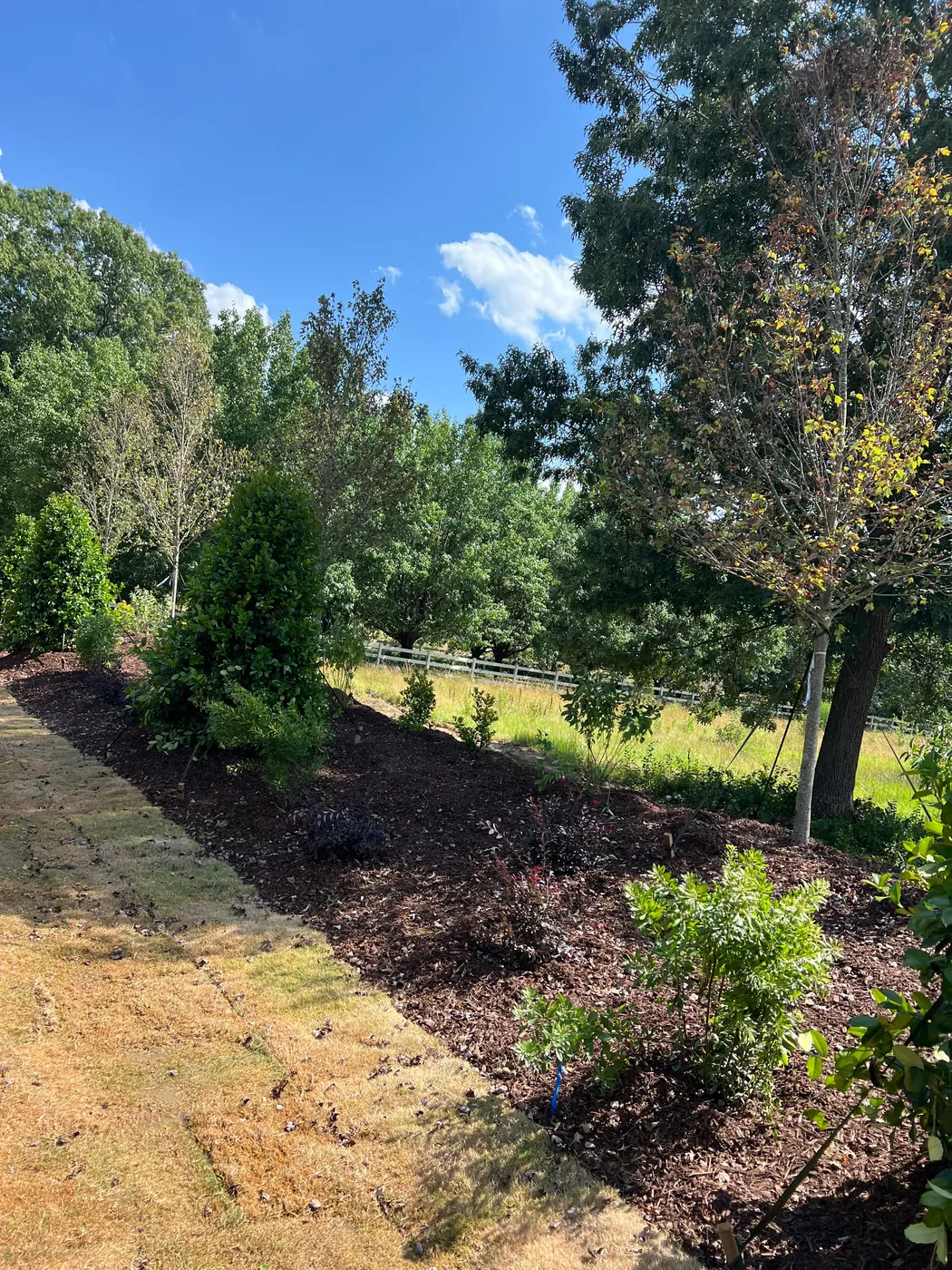 New planting bed with young trees along a roadside fence